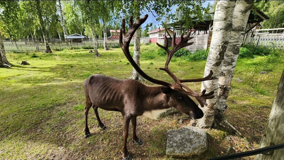 Олень 