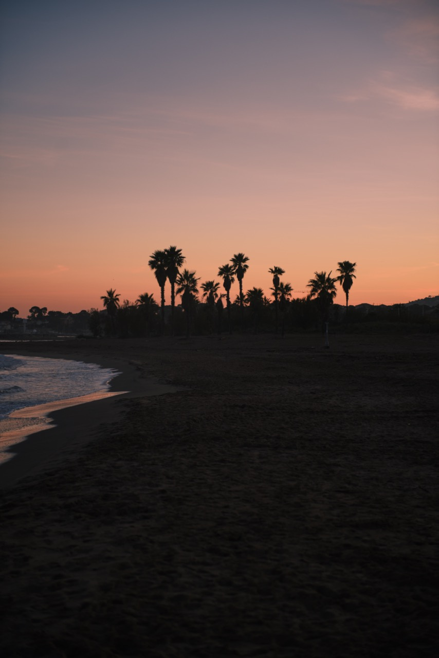 Palms and sea Palm sea seascape nature landscape sunset