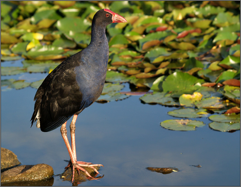 Porphyrio porphyrio в полный рост Porphyrio porphyrio