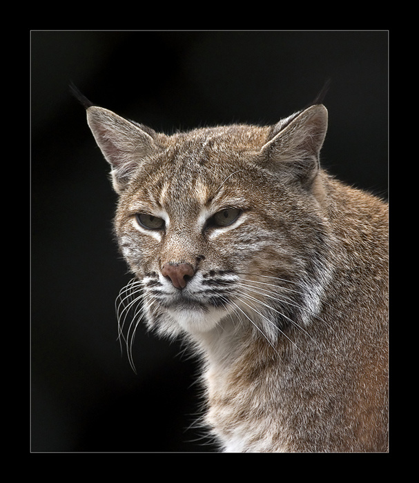 Усатый 