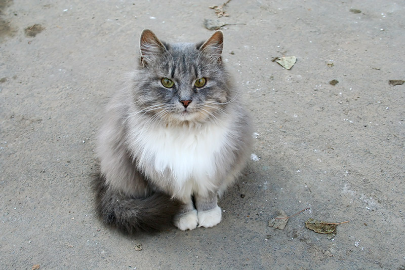 Котофей кот котофей асфальт
