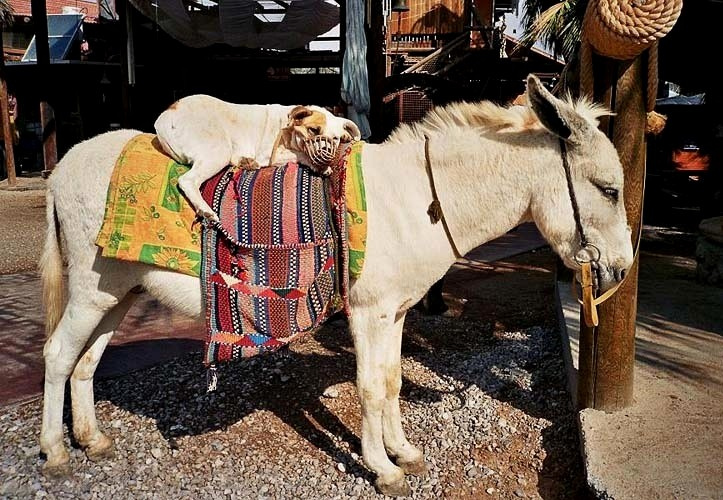 Сиеста ослик собака сон