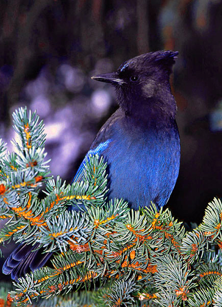 Стеллерова сойка (Cyanocitta stelleri) 