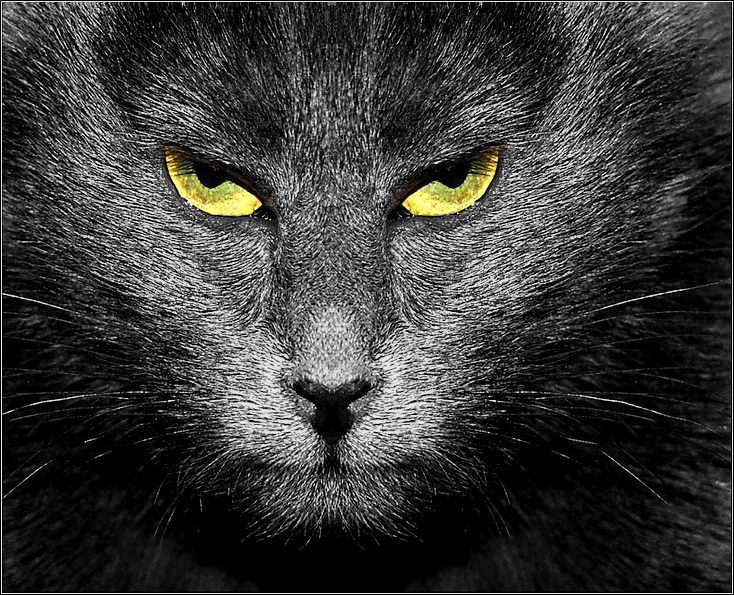 ноль эмоций кот