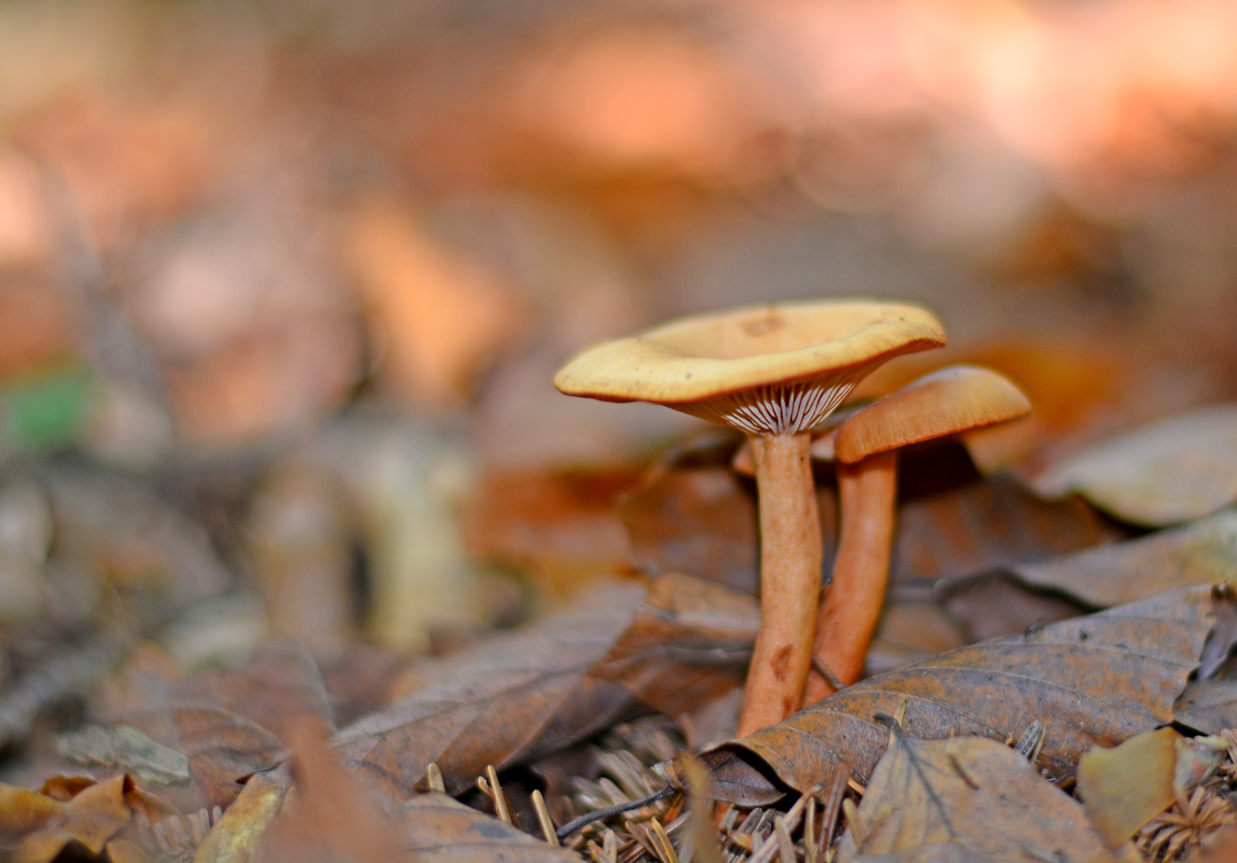edible? 
