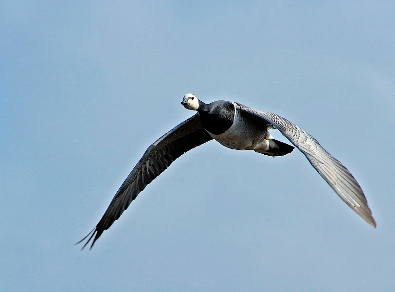 Взгляд с высока Белощекая казарка, Branta leucopsis, Barnacle Goose, Tobseda, Barents Sea, Arctic