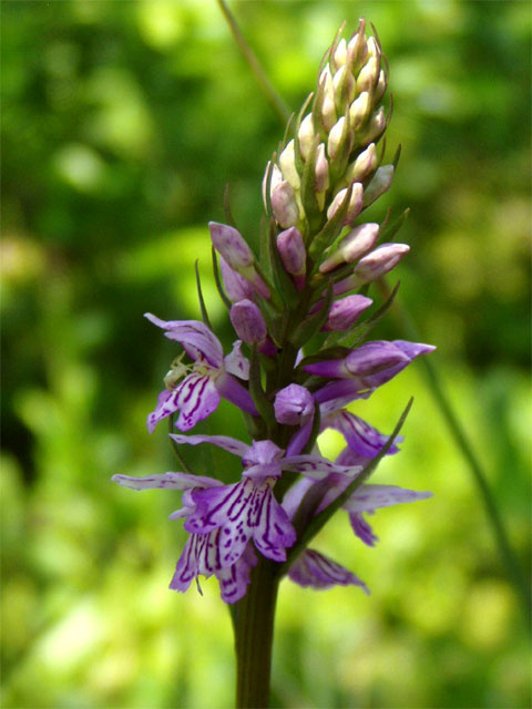 Dactylorhiza sp. 