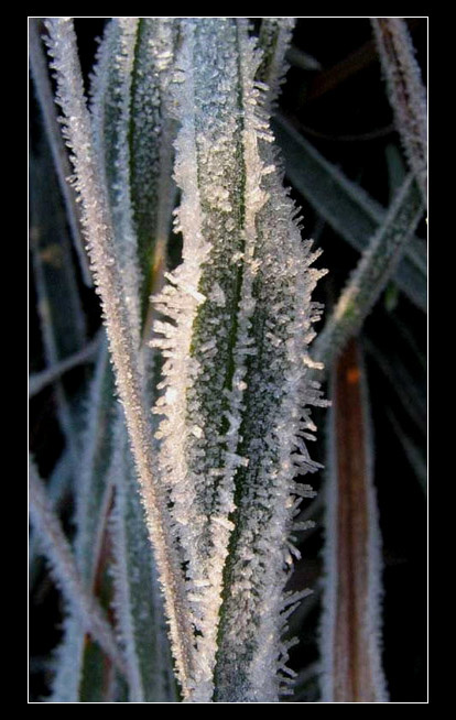 Ice grass Что такое иней