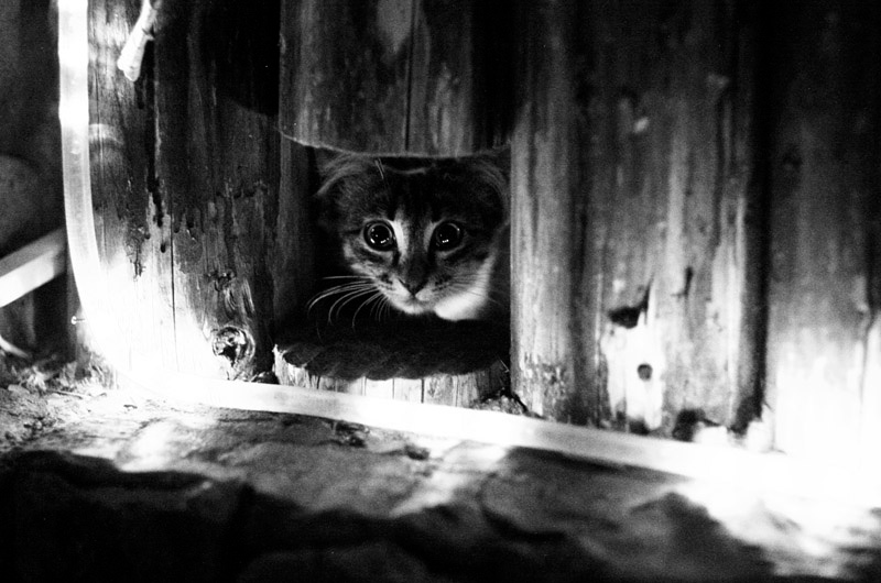 Кот в рамке 