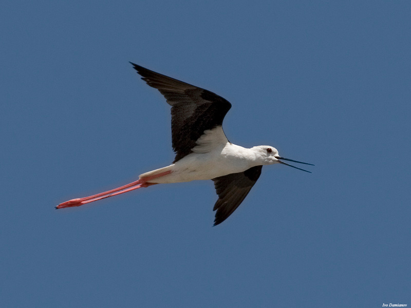 Ходулочник Himantopus himantopus