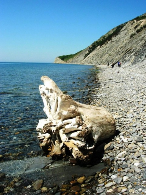 Берег Мысхако Море, деревяшка