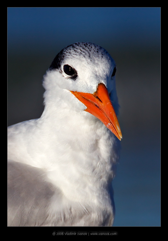 Королевский портрет королевская крачка royal tern Florida US
