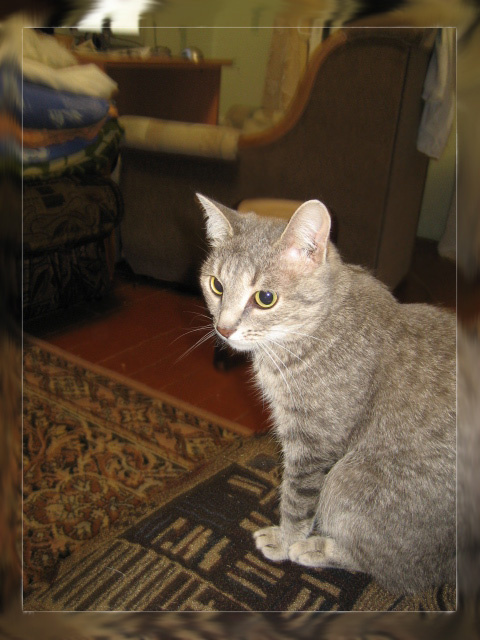 кошка 