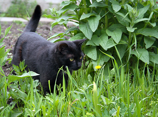 любопытство... кот, котенок, животные