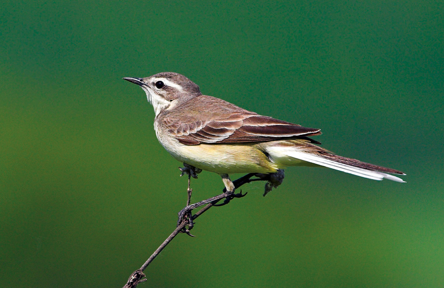 молодая желтая трясогузка молодая трясогузка