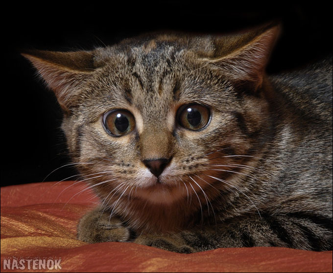 Бешенотик кошка, кот, котенок