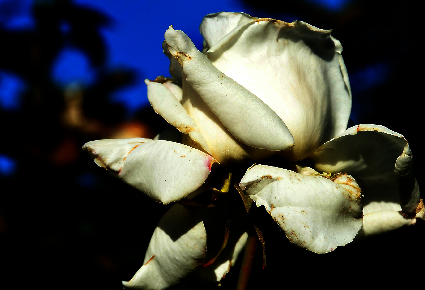 White Petals 