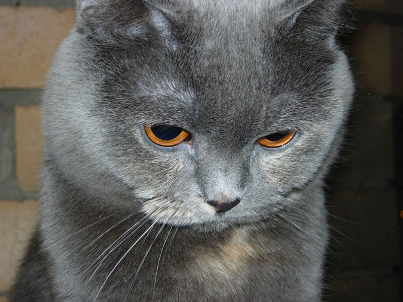 Скромница скромный