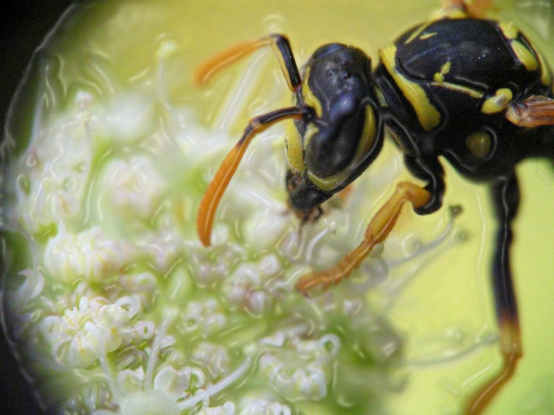 Пластика форм... оса polistes gallicus цветы