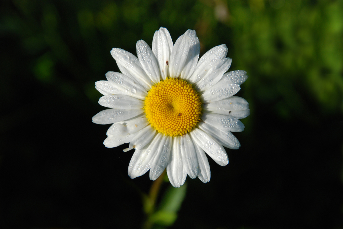 Встречая рассвет. Нивяник обыкновенный или Поповник Ромашка Leucanthemum vulgare Lam