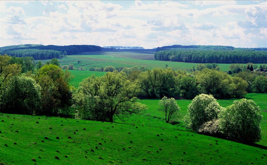 первая зелень весна зелень