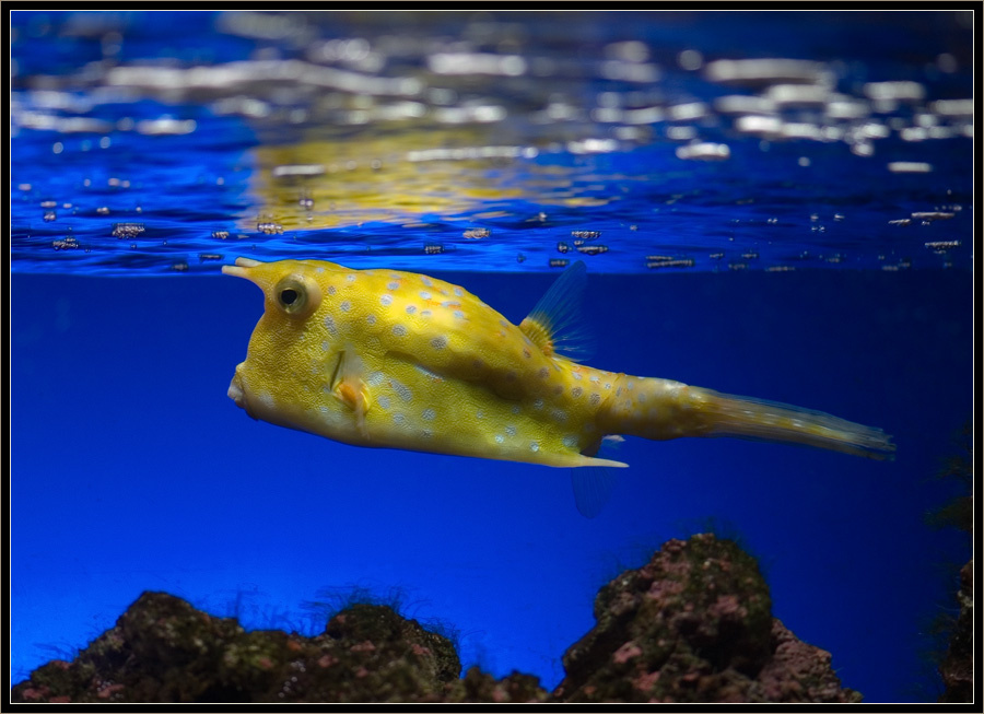 Yellow Submarine  кузовок