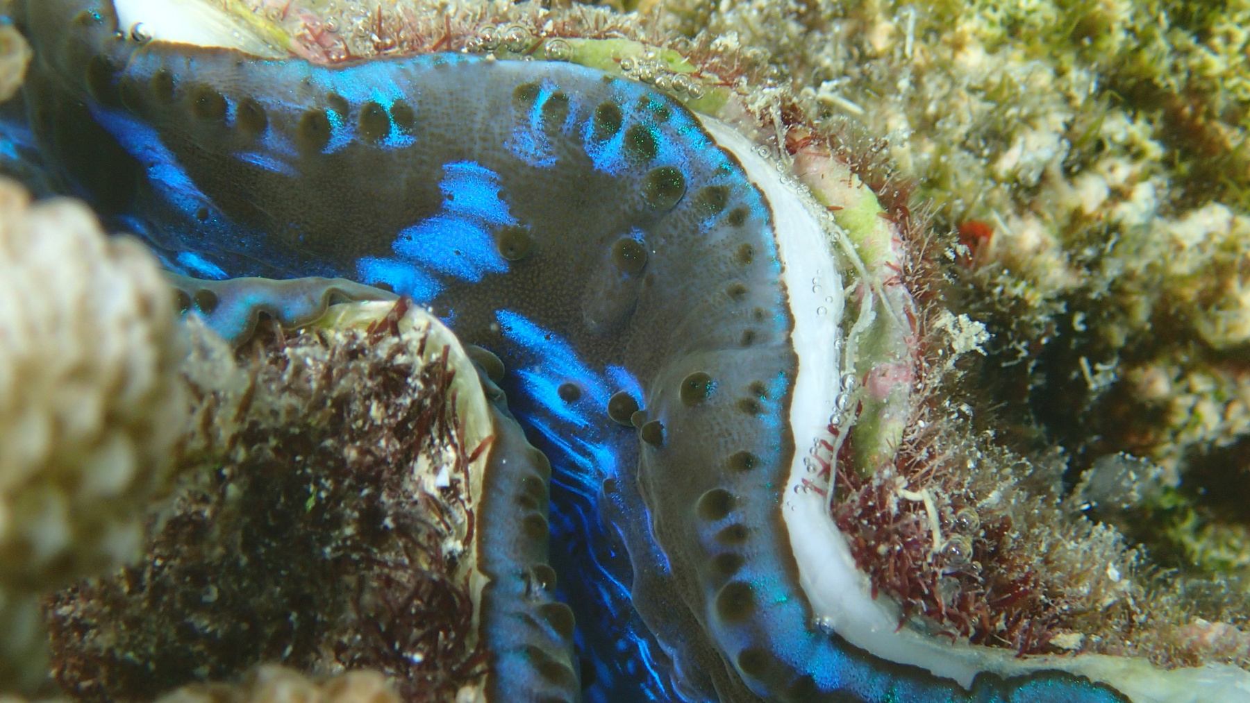 Тридактна Tridacna