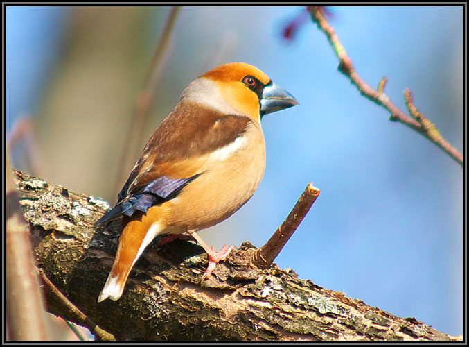 Обыкновенный дубонос — Coccothraustes coccothraustes... дубонос  Coccothraustes птичка