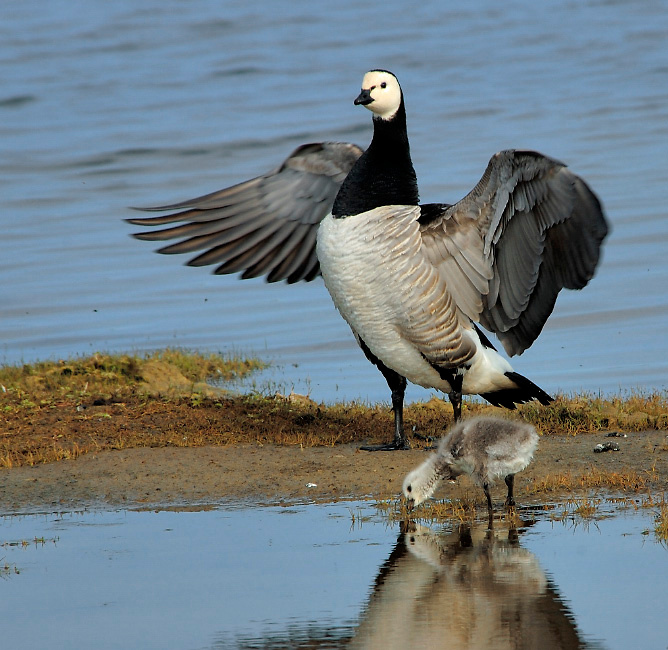 Под присмотром Белощекая казарка, Branta leucopsis, Barnacle Goose, Tobseda, Barents Sea, Arctic