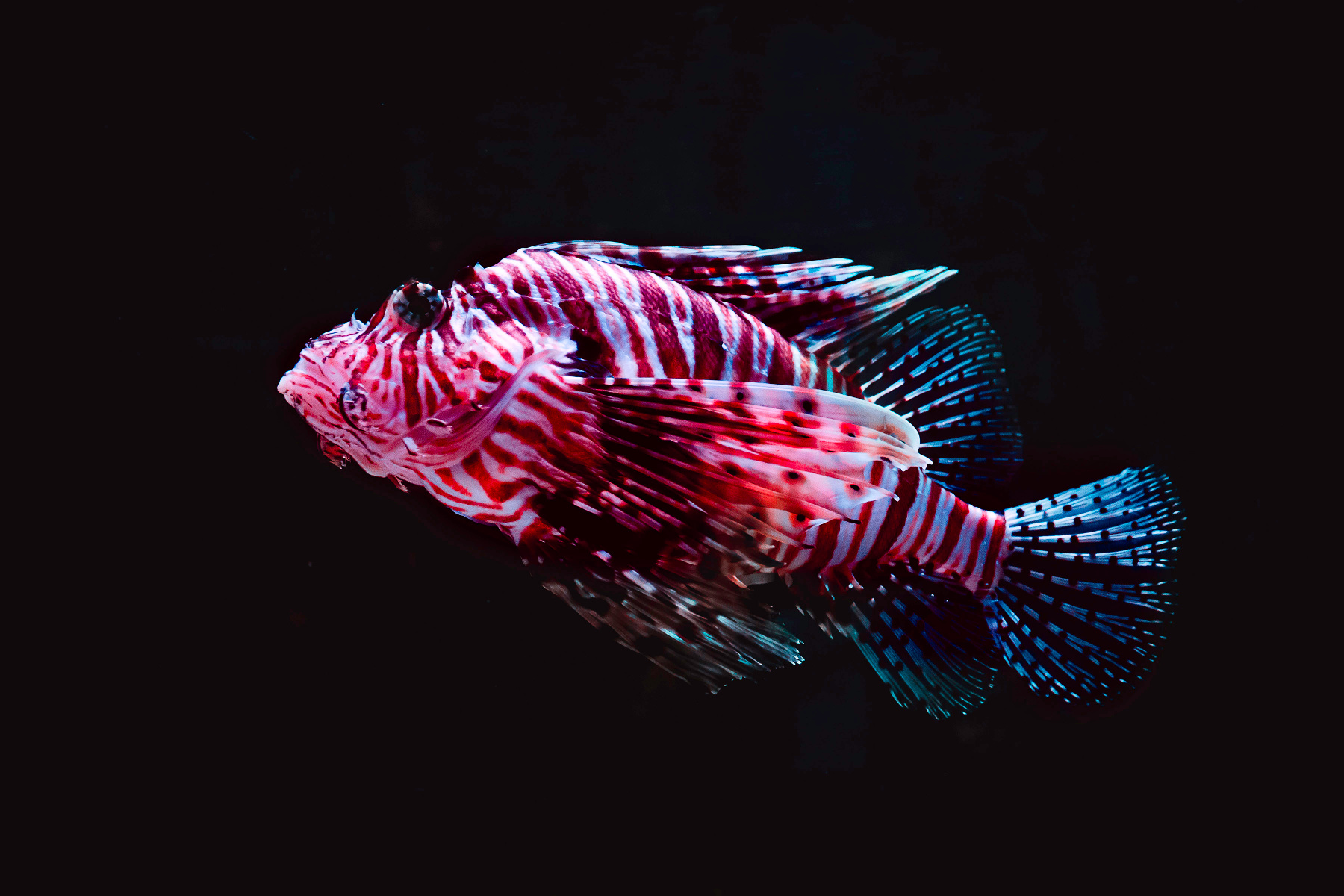 London Aquarium 