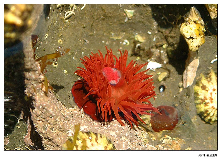 Животное или растение? море растение