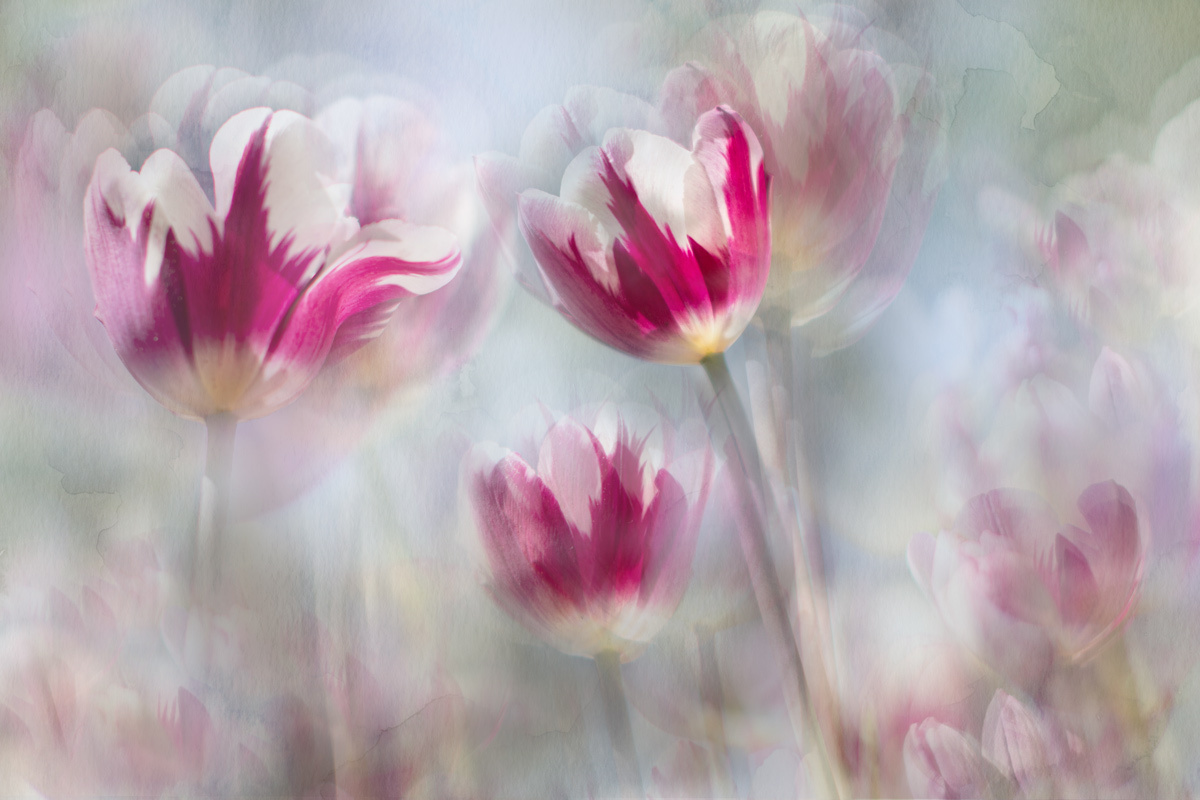 Spring mirages... tulips
