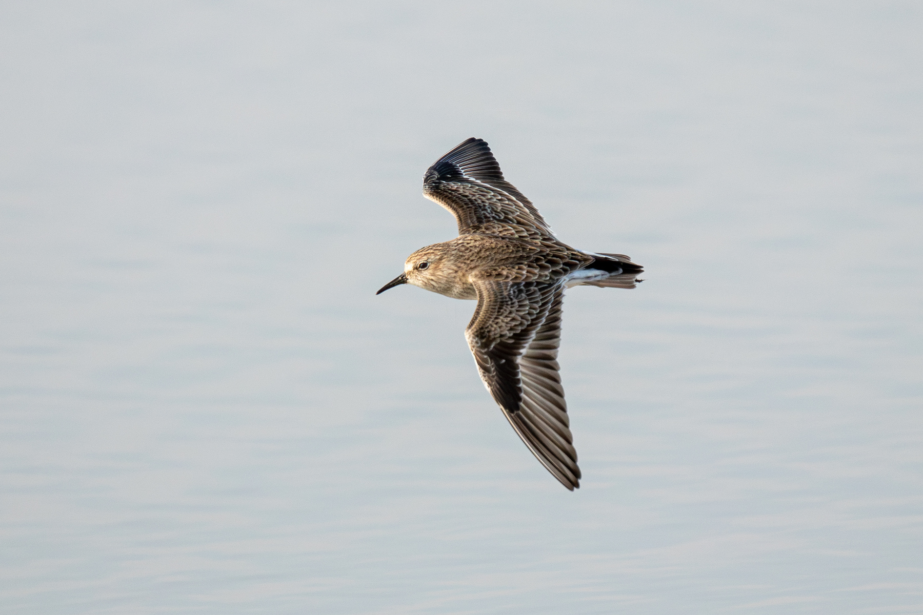 Песочник-крошка Песочник-крошка Least sandpiper Calidris minutilla Vieillot 1819