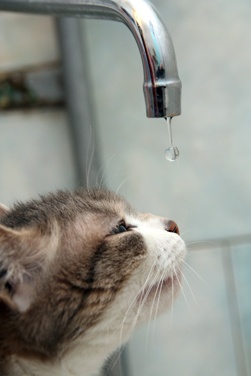 кошка + вода кошка вода капля кран