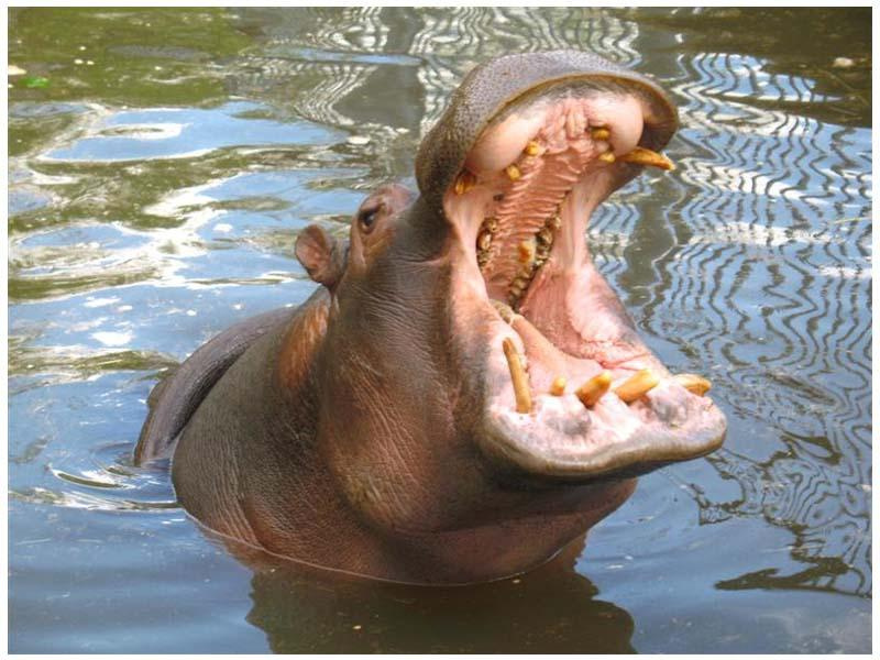 Голодный бегемотик:) бегемот, hippopotamus