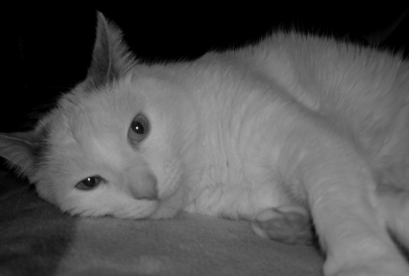 Макс кот, животные