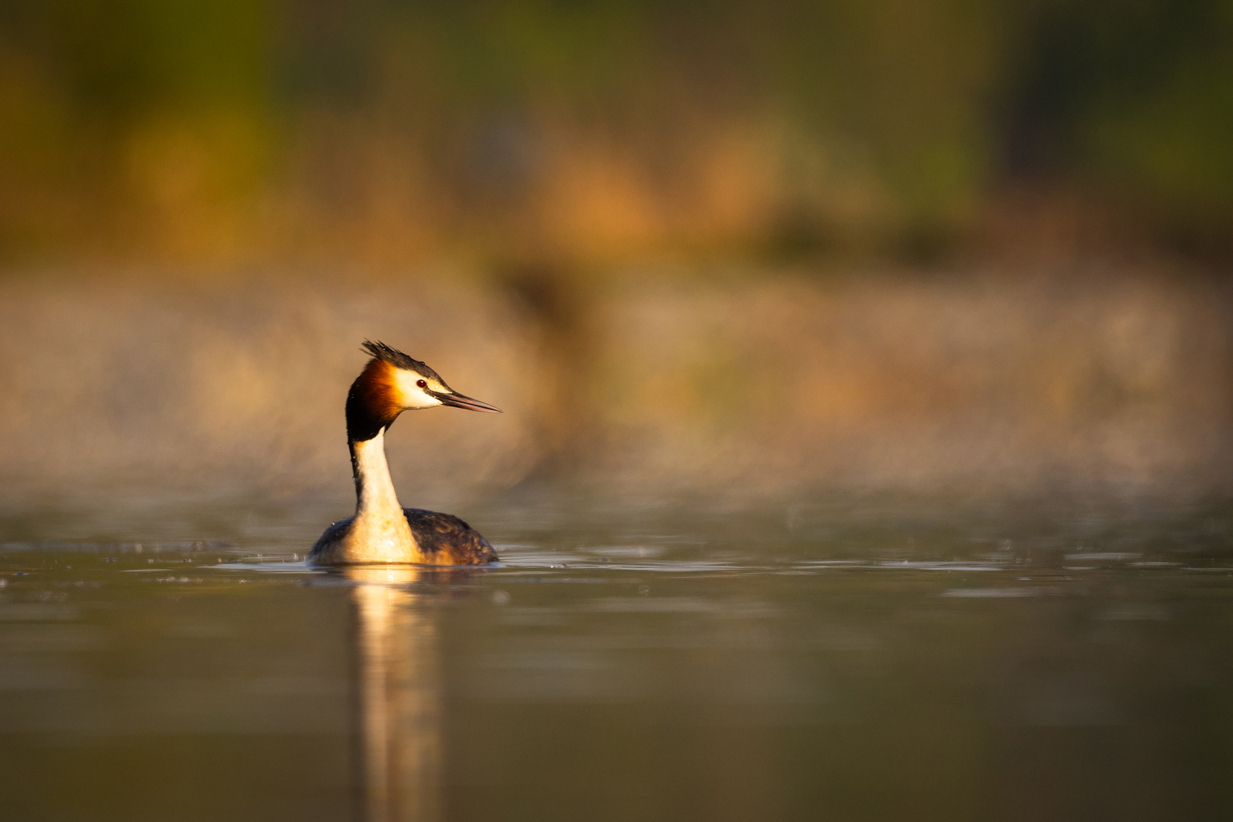 Great Crested Grebe 