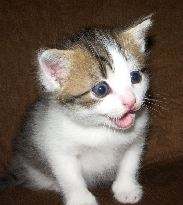 Щас спою! котенок