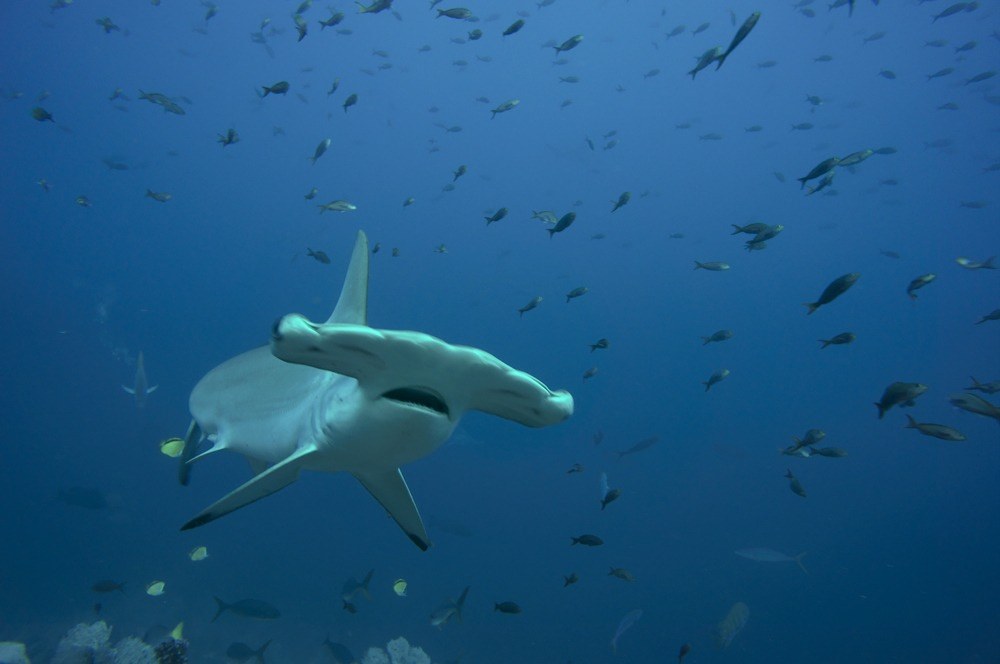 Улыбнитесь, Вас снимают Malpelo, hammerhead, underwater photo, молотоголовая акула, Мальпело, подводный мир