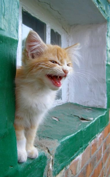Мяса!!! Мяууу!!! кот котенок рык