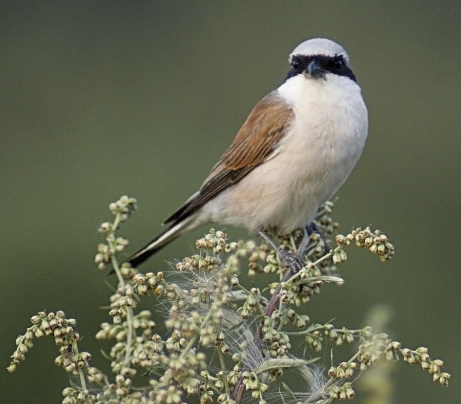 Сорокопут жулан (Lanius collurio) птица сорокопут жулан