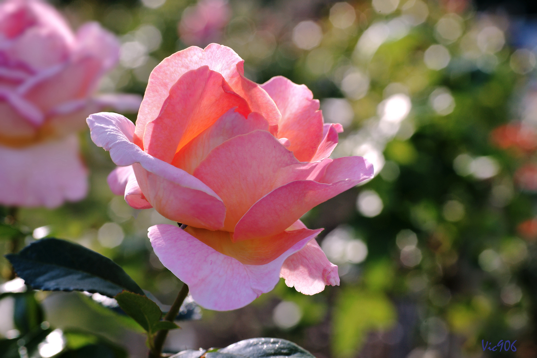 *** цветы роза розы rose