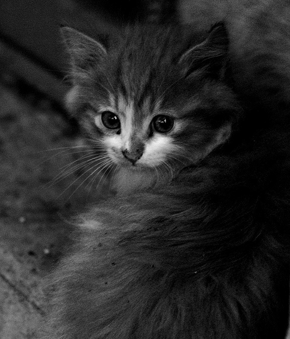 рыжий, с голубыми глазами кот