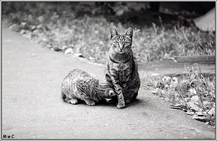\"Материнское чувство\" Кошка, кошки, улица, москва