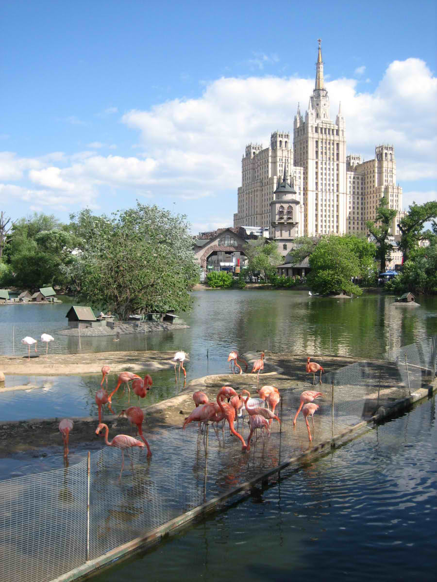 московская фауна москва, зоопарк, пруд, лето