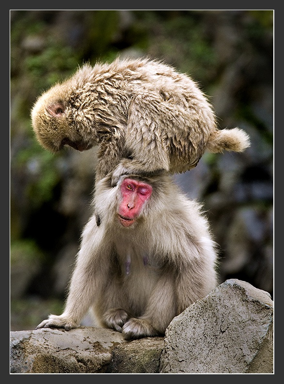 Путешествуя по Японии #5. Навязчивый сервис. Хонсю Дзигокудани Japanese macaque