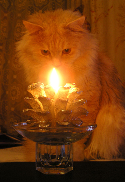 медитация :) кот и свеча