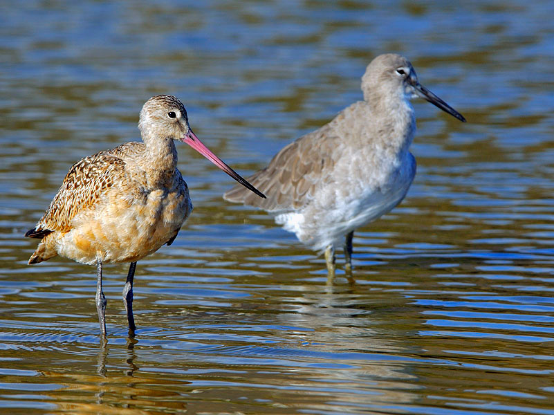 Носатые Marbled Godwit, Willet, Malibu Lagoon, California