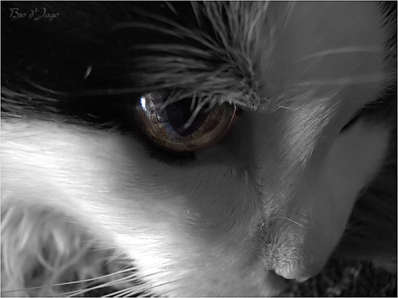 Кот cat eye eyes