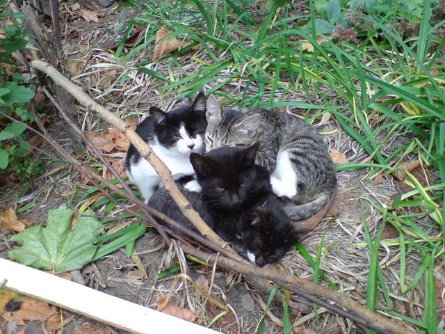 Папа, мама, братья, я - вот такая вот семья! кошки холодно